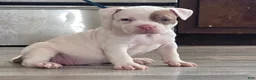 American Bully dogs for sale: Lilac Merle - Ad 2