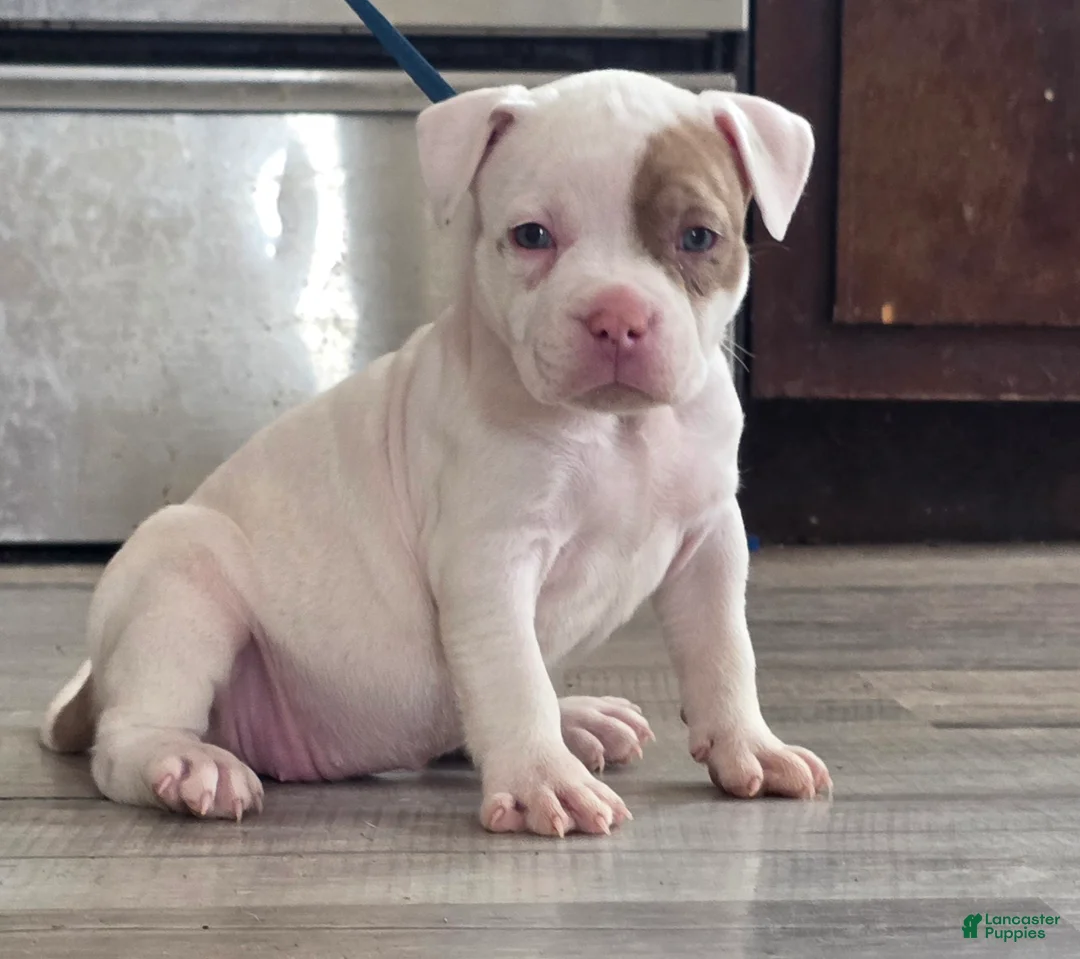 American Bully dogs for sale: Lilac Merle - Ad 2
