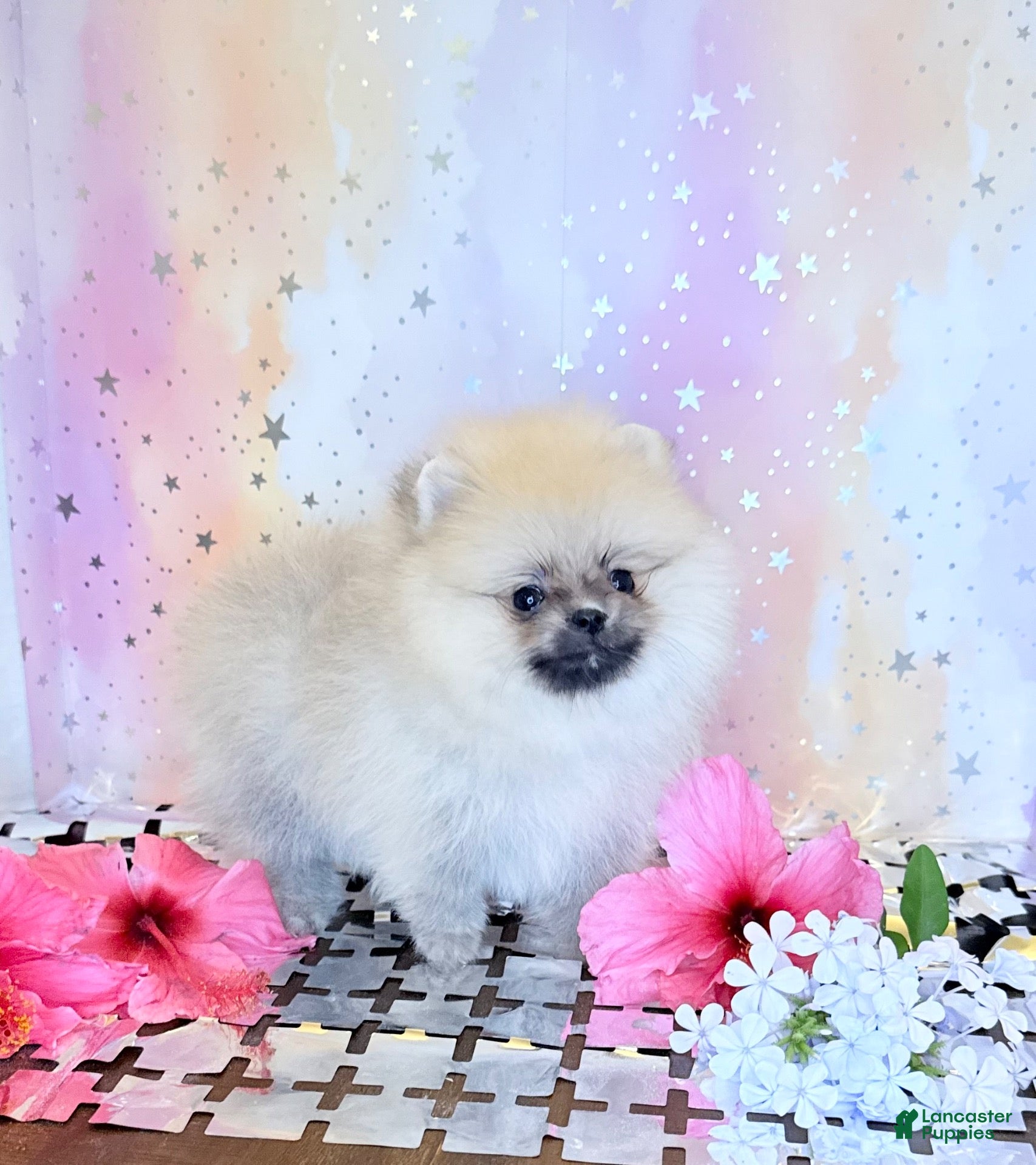 Pomeranian dogs Lilly  - Ad 7