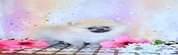 Pomeranian dogs for sale: Lilly  - Ad 1