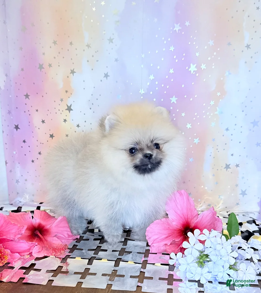 Pomeranian dogs for sale: Lilly  - Ad 1