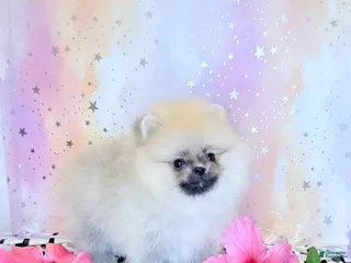 Pomeranian dogs Lilly - Ad 39