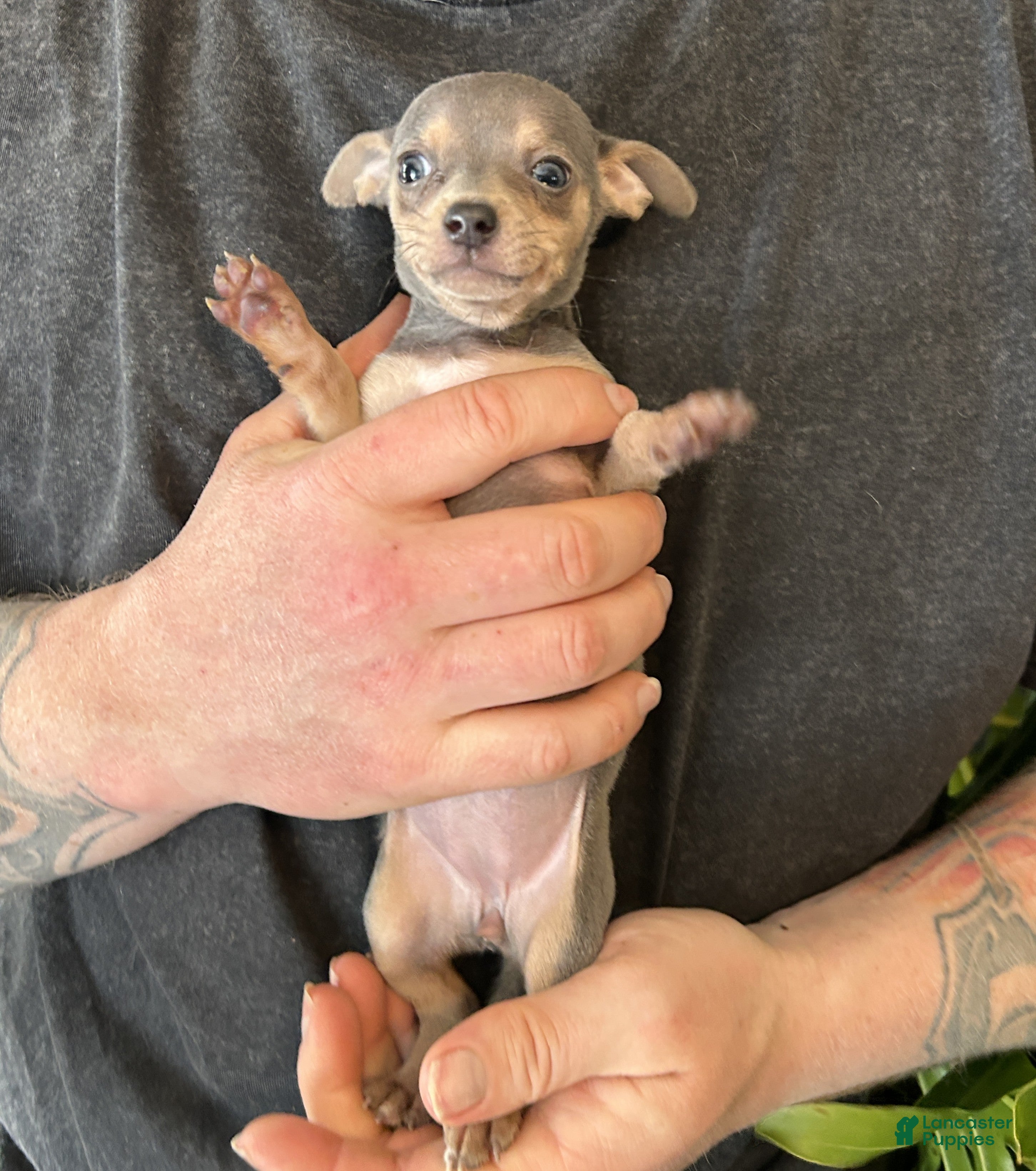 Chihuahua dogs Adora  - Ad 14