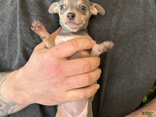 Chihuahua dogs Adora - Ad 8