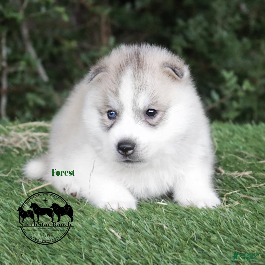 Husky Safari Husky Farms Finland Canada Husky Ranch Winter