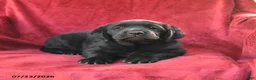 Goldador dogs for sale: Crissa - Ad 3