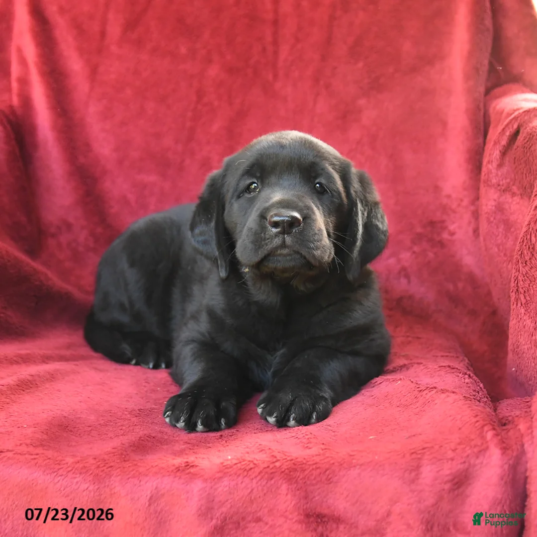 Goldador dogs for sale: Crissa - Ad 3