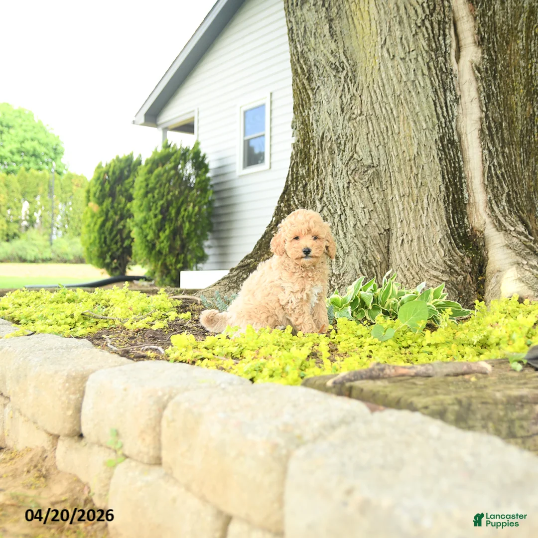 Goldendoodle dogs for sale: Julius - Ad 1