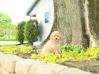 Goldendoodle dogs for sale: Julius - Ad 4
