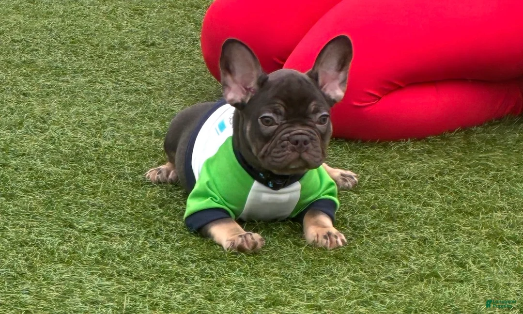 French Bulldog dogs for sale: Michelangelo lilac and tan French bulldog - Ad 1