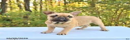 French Bulldog dogs for sale: Bella   - Ad 5