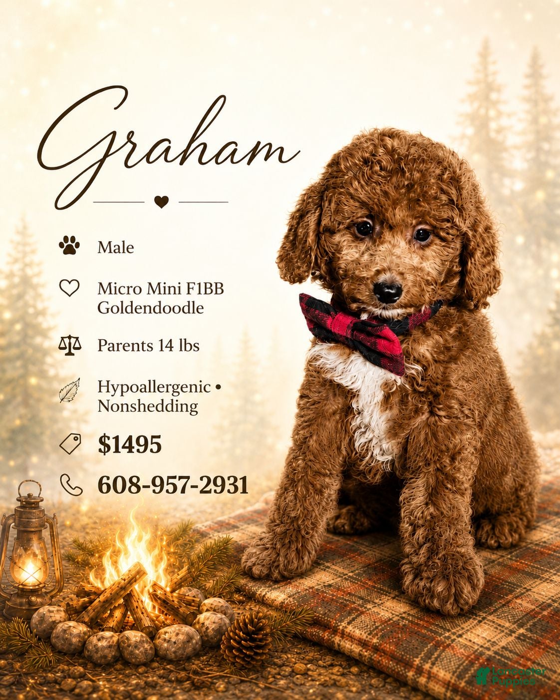 Mini Goldendoodle dogs for sale: Graham – Petite Mini F1BB Goldendoodle – Head StartGoldendoodle • Potty & Crate Trained - Ad 4