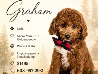 Mini Goldendoodle dogs Graham – Petite Mini F1BB Goldendoodle – Head StartGoldendoodle • Potty & Crate Trained - Ad 15