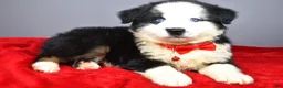 Miniature Australian Shepherd dogs for sale: Oliver - Ad 9