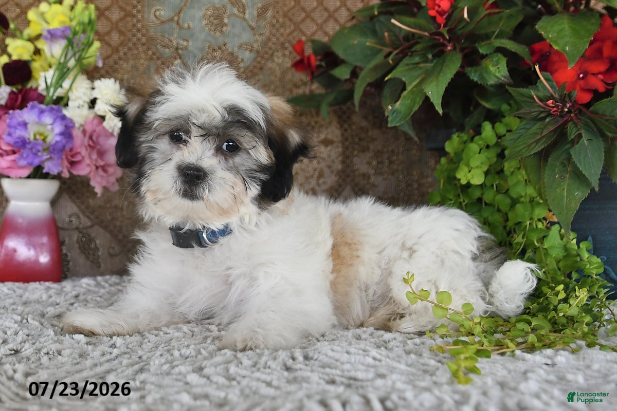 Teddy Bear dogs Otto - Ad 2
