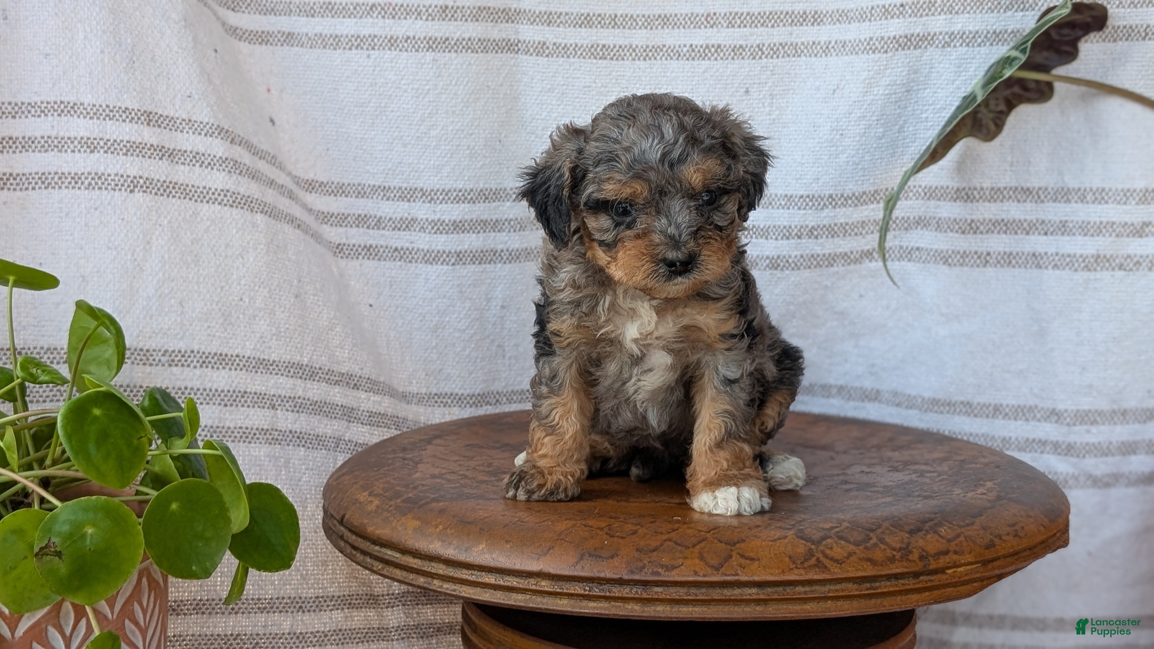 Cavapoo dogs Melody - Ad 2