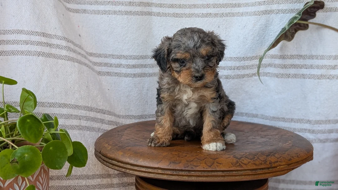 Cavapoo dogs for sale: Melody - Ad 2