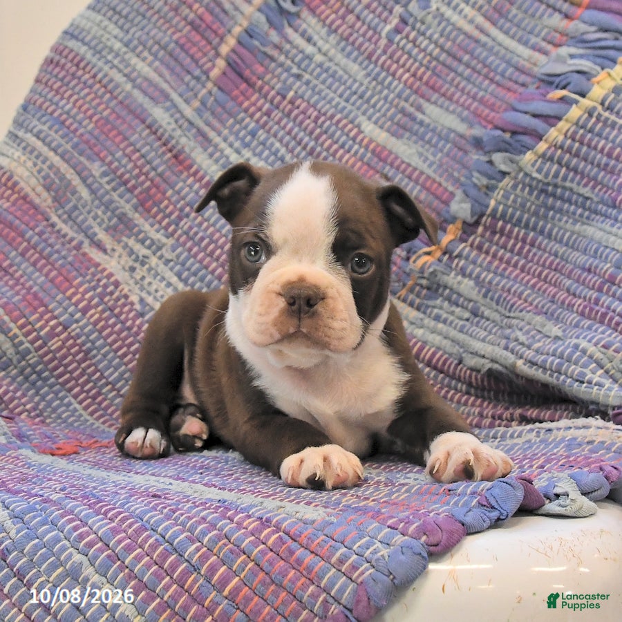 Boston Terrier dogs for sale: Jay - Ad 2