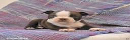 Boston Terrier dogs for sale: Jay - Ad 2