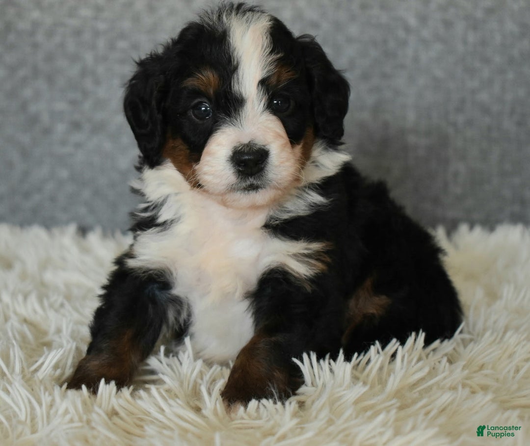 Mini Bernedoodle dogs for sale: Marley  - Ad 4
