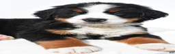 Bernese Mountain Dog dogs for sale: Buddy - Ad 8