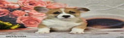 Welsh Corgi Pembroke dogs for sale: Lucky - Ad 3