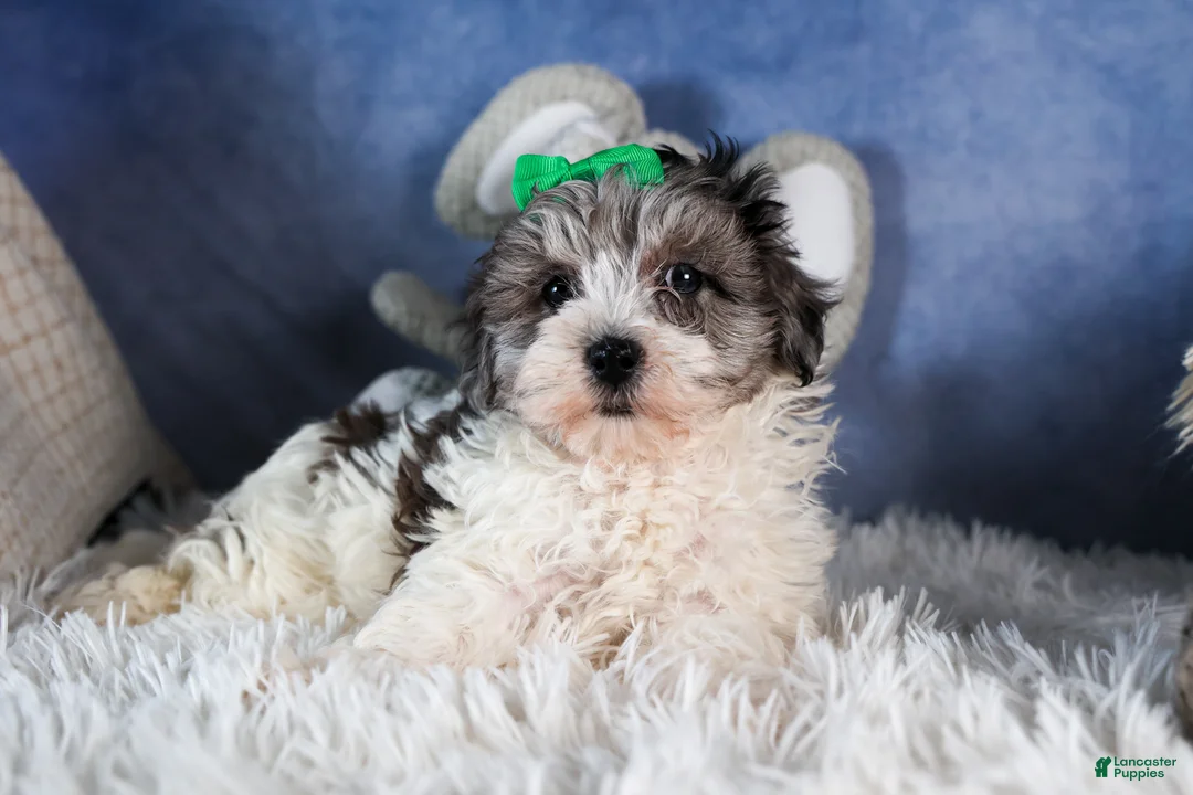 Havapoo dogs for sale: EDDIE - Ad 4