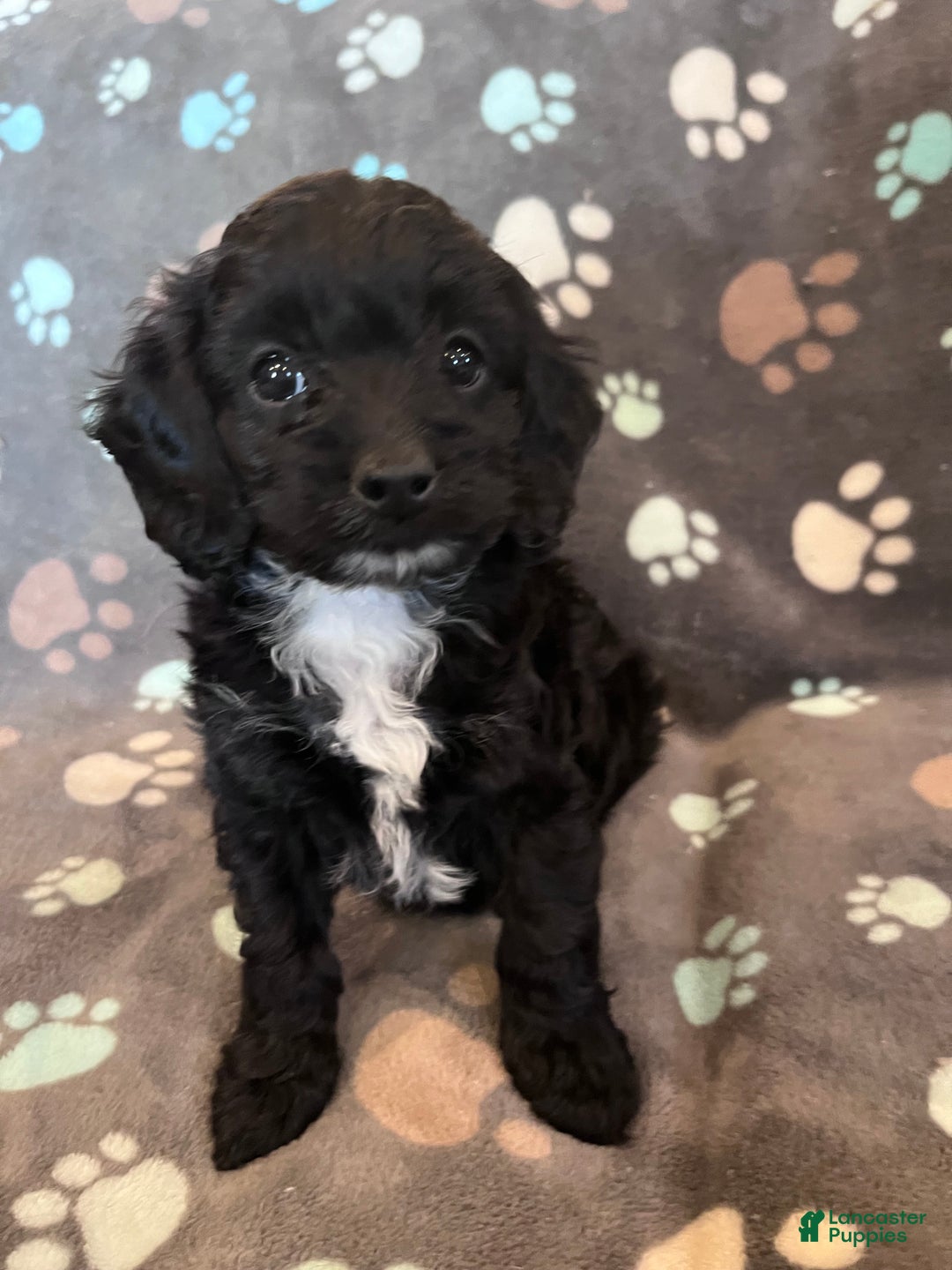 Cockapoo dogs for sale: Cockapoo Puppy 1 - Ad 9