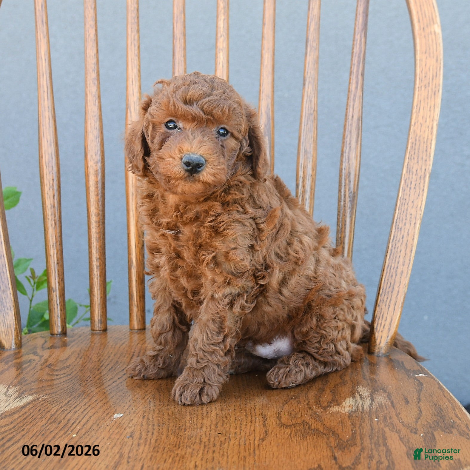 Miniature Poodle dogs for sale: Titus - Ad 2