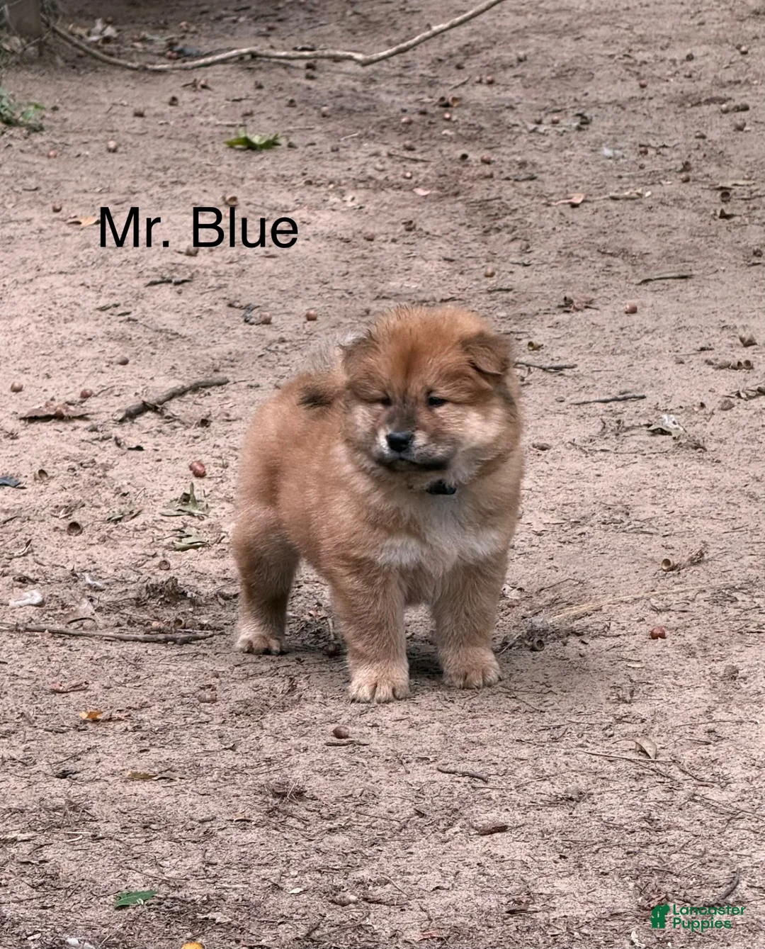 Chow Chow dogs for sale: Mr. Blue - Ad 1