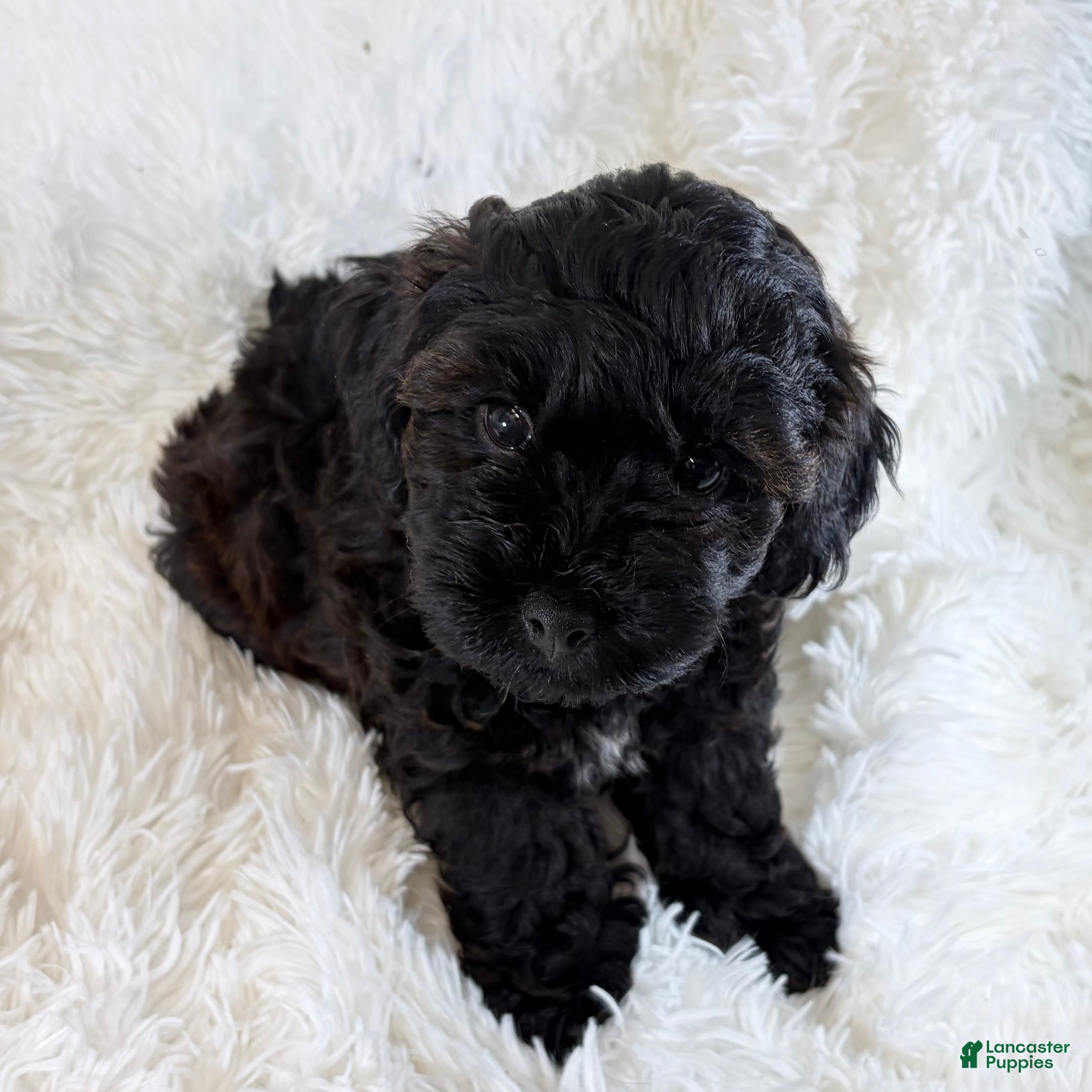 Shihpoo dogs Vader F1B shihpoo  - Ad 35
