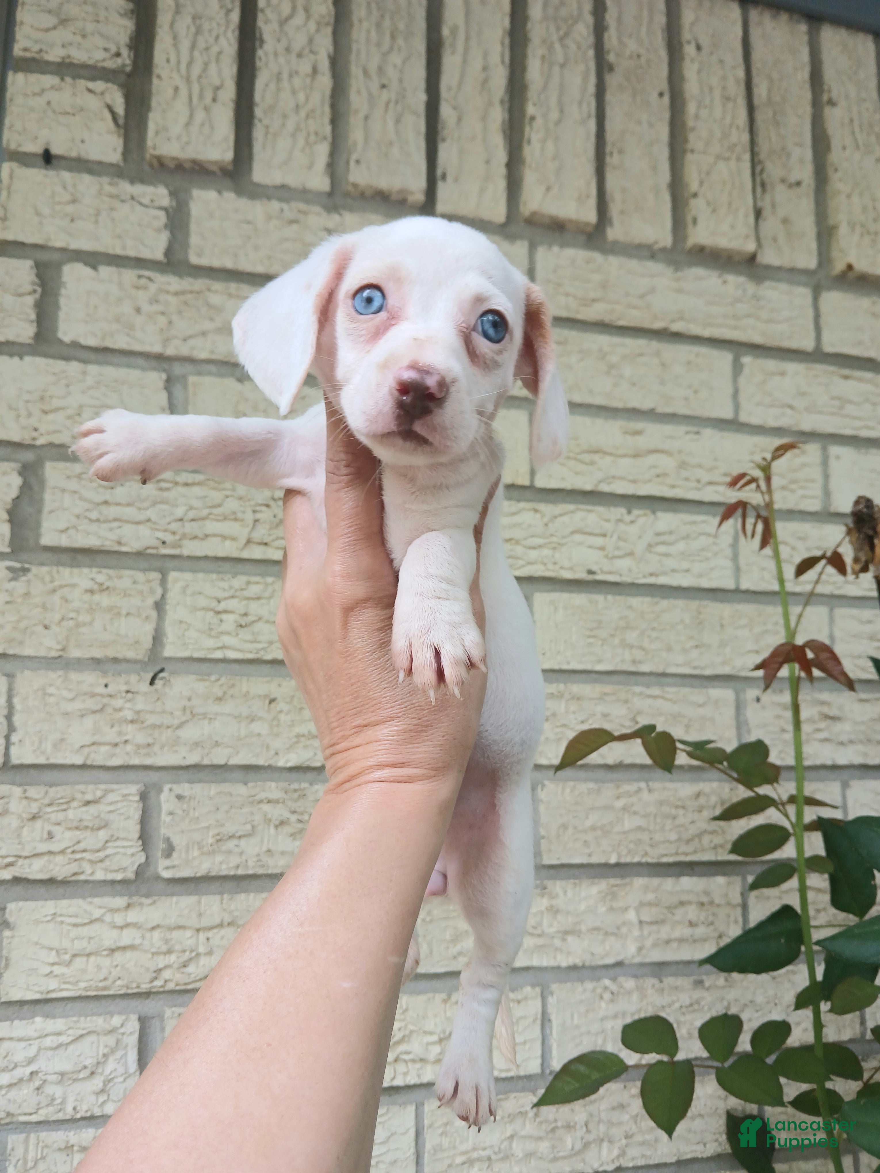 Miniature Dachshund dogs Sugar pies white girl with blue eyes. Hand delivery  - Ad 31