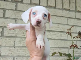 Miniature Dachshund dogs Sugar pies white girl with blue eyes. Hand delivery - Ad 31