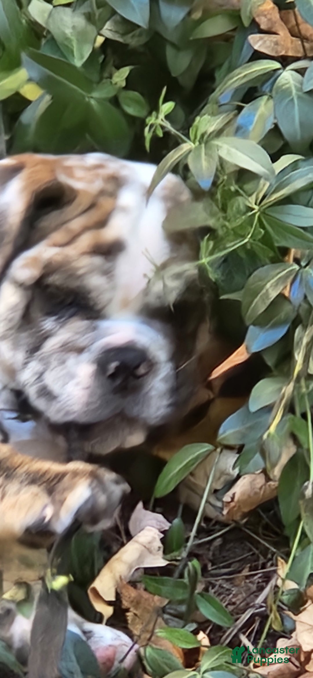 English Bulldog dogs for sale: English Bulldog Puppy - Ad 7