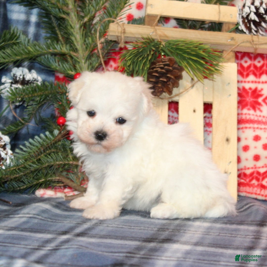 Bichon Frise dogs for sale: Ivory - Ad 2