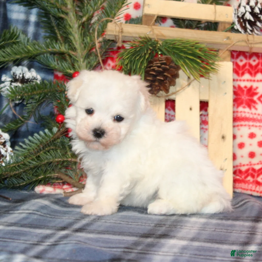 Bichon Frise dogs for sale: Ivory - Ad 2