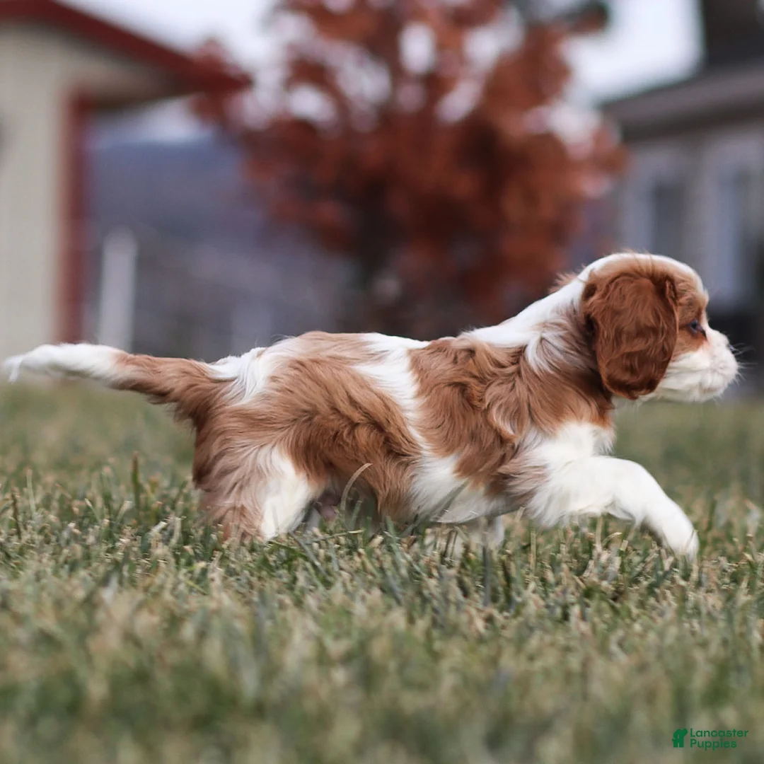 Cavalier King Charles Spaniel dogs for sale: Liam - Ad 2