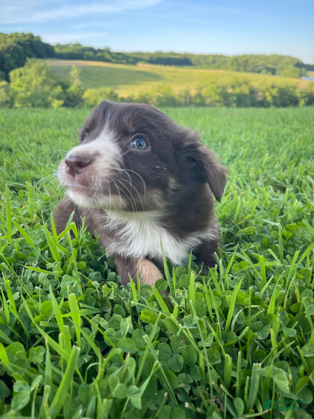 Australian Shepherd dogs for sale: Heather - Ad 2
