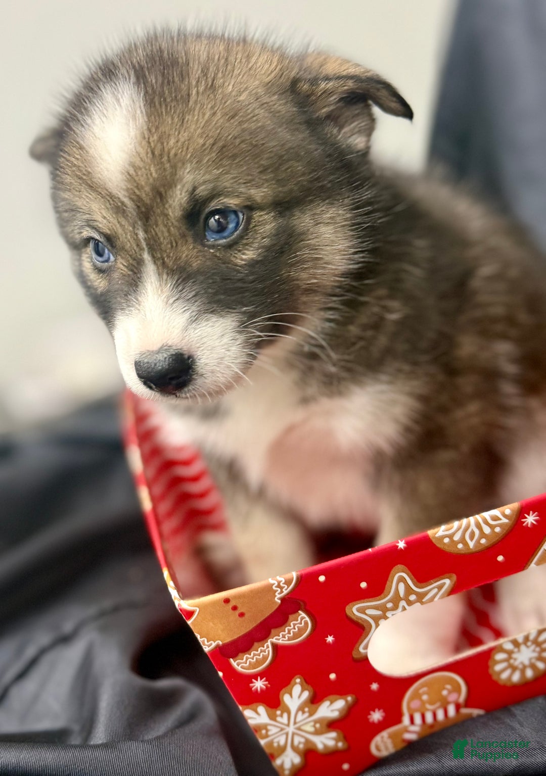 Mixed Breed dogs for sale: Noelle - Ad 3