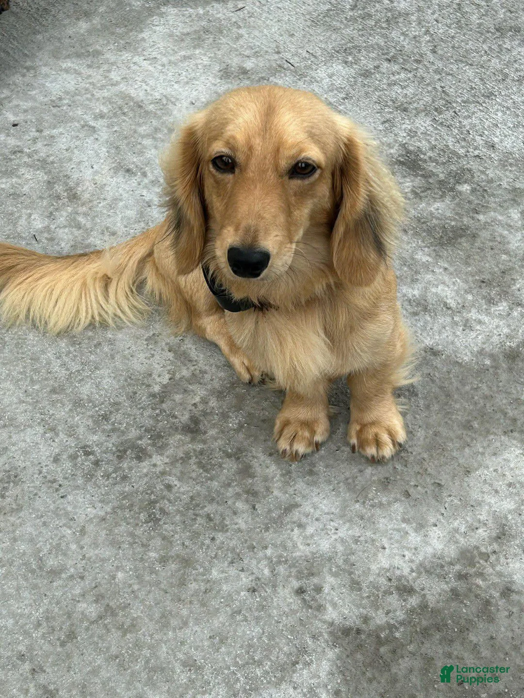 Dachshund dogs for sale: Willow - Ad 3
