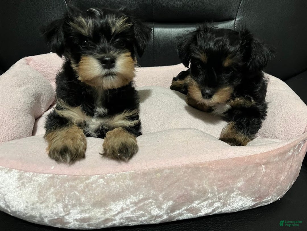Yorkiepoo dogs for sale: Yorkiepoo Puppy 2 (Izzy) - Ad 10