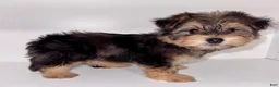 Morkie dogs for sale: Morkie 1 - Ad 8