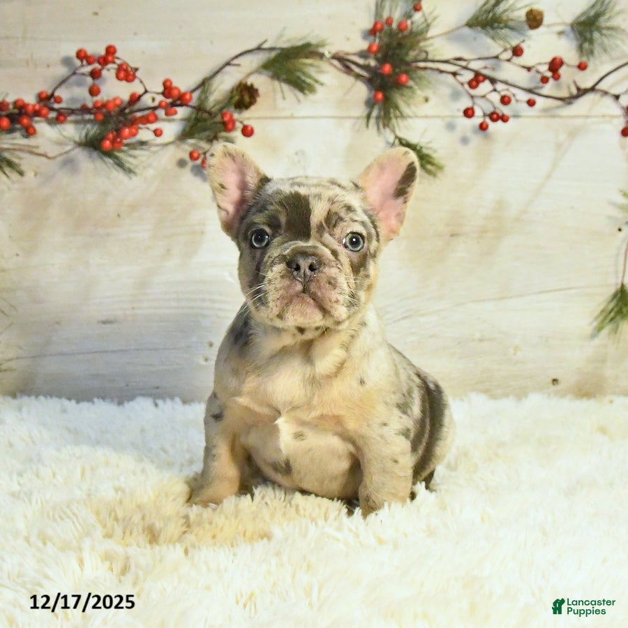 French Bulldog dogs Kate - Ad 19