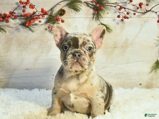 French Bulldog dogs Kate - Ad 18