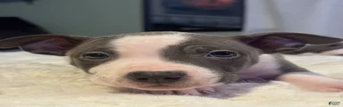 Piglet