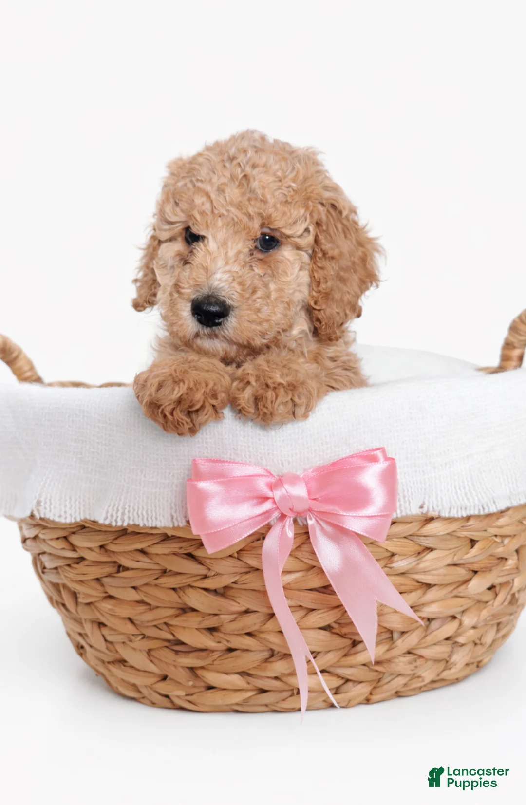 Goldendoodle dogs for sale: Golden Mini Goldendoodle Female - Ad 2