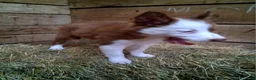 Border Collie dogs for sale: Border Collie 2 - Ad 6