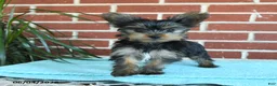 Yorkshire Terrier dogs for sale: Nutella - Ad 10