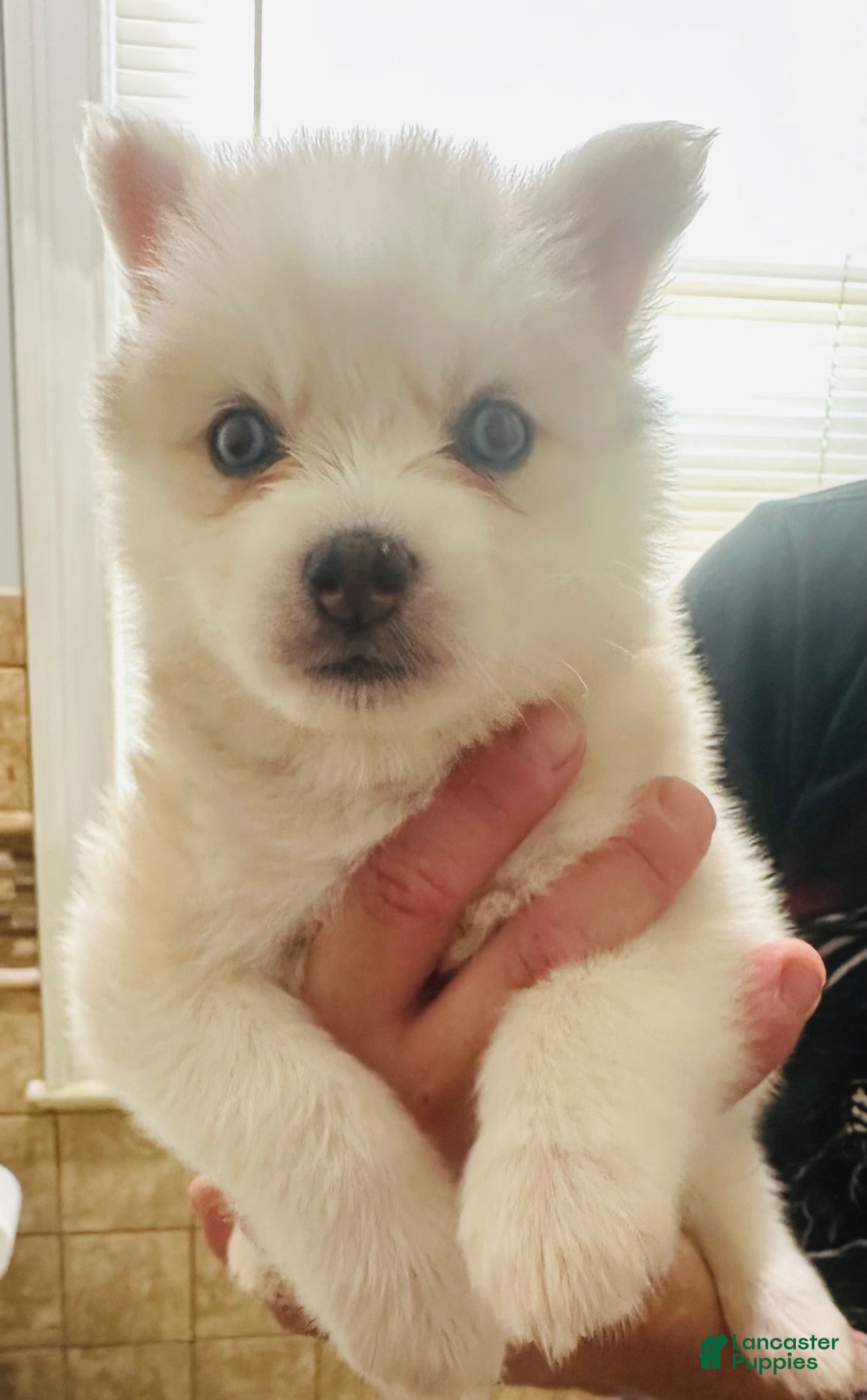 Pomsky dogs for sale: Pomsky 1 - Ad 4