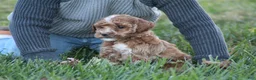 Bichpoo dogs for sale: Bailey - Ad 9